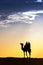 A desert local walks with camel