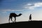 A desert local walks a camel through Thar Desert