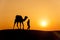 Desert local walks with camel through Thar Desert