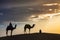 Desert local walks with camel through Thar Desert