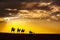 Desert local walks with camel through Thar Desert