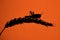 A Desert Locust, perched on a single wheat sheaf, silhouetted against a deep red background