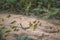 Desert Locusts on dirt road, after feeding on crops. It is a swarming short-horned grasshopper in the family Acrididae. Plagues