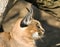 Desert lynx - Caracal caracal