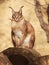 Desert lynx - Caracal caracal - siting on the stone