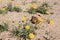 Desert Marigold - Baileya Muliradiata.