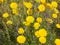 Desert marigold flowers growing in organ pipe cactus national monument, arizona