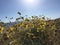 Desert Marigolds