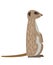Desert meerkat cartoon animal