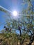 Desert Mesquite  Tree Sunburst Pink Arched Sunburst Ray Beams above  Vegatation Plant Foliage Sky Scene Nature Photography