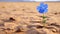 Desert Mirage: A Singular Blue Blossom Shines Amid the Arid Expanse