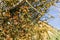 Desert mistletoe Phoradendron californicum growing in a shrub in Joshua Tree National Park, California