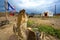 Desert of Mongolia, Yurt-home. The Flag Of Mongolia.