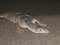 A Desert Monitor Lizard in the Sand