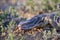 The desert monitor Varanus griseus