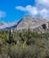 Desert Mountain Cactus