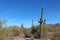 A desert, mountainous landscape filled with Saguaro Cacti, Palo Verde Trees and scrub brush on the Bajado Nature Trail