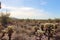 A desert, mountainous landscape filled with Teddybear Cholla and Saguaro Cacti, Palo Verde Trees in Scottsdale, Arizona