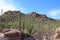 A desert mountainside landscape with Saguaro Cacti, Prickly Pear, Ocotillo, Palo Verde trees and scrub brush