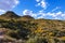 Desert Mountian in Arizona Covered With Wildflowers