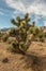 Desert nature and joshua tree in red rock canyon nevada