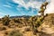 Desert nature and joshua tree in red rock canyon nevada