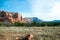 Desert near Phoenix, Arizona.