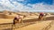 Desert Nomads: Camels Crossing Sand Dunes