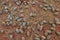 Desert Oak Seed Pods, Uluru