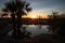 desert oasis, with view of the sunset, and silhouettes of trees in the distance