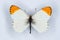 Desert Orange Tip, Small Orange Tip or Tiny Orange Tip butterfl