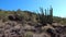 Desert, Organ Pipes Cactus Stenocereus thurberi. Organ Pipe Cactus National Monument, Arizona, USA
