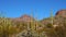 Desert, Organ Pipes Cactus Stenocereus thurberi. Organ Pipe Cactus National Monument, Arizona USA