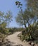 Desert Path Leading to Blue Sky