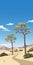 Desert Path Poster: Vibrant Art Of Joshua Tree Np With Realistic Blue Skies
