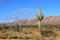 Desert of Pinacate park near puerto peÃ±asco, sonora IX