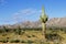 Desert of the Pinacate park near puerto peÃ±asco, sonora, mexico I