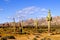 Desert of Pinacate park near puerto peÃ±asco, sonora, mexico VI