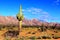 Desert of Pinacate park near puerto peÃ±asco, sonora, mexico VIII