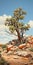 Desert Pine: A Hard Edge Painting Inspired By Nature