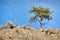 Desert Pine Tree