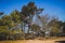 Desert and pine trees. National Park de Loonse en Drunense Duinen in Udenhout Netherland.