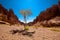 Desert plant growing among rocks in canyon