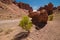 Desert plant growing among rocks in canyon