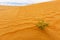 Desert Plant in Kyzylkum desert, Uzbekistan
