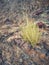 Desert plant on rocks, Wadi Alkhodh, Muscat, Oman