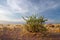 Desert plant and sky, Namibia