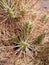 Desert plant in Valle del Arcoiris, San Pedro Atacama Desert, Chile