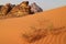 Desert plant in Wadi Rum, Jordan