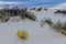 Desert Plants in the Amazing White Sands of White Sands Monument National Park in New Mexico.